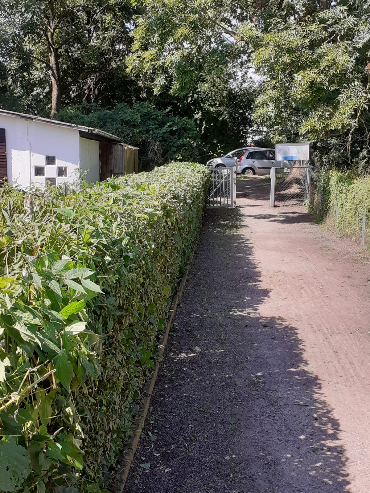 Hecke nach dem Rückschnitt
