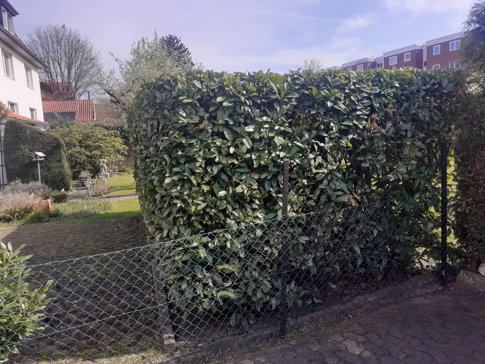 Hecke nach dem Rückschnitt