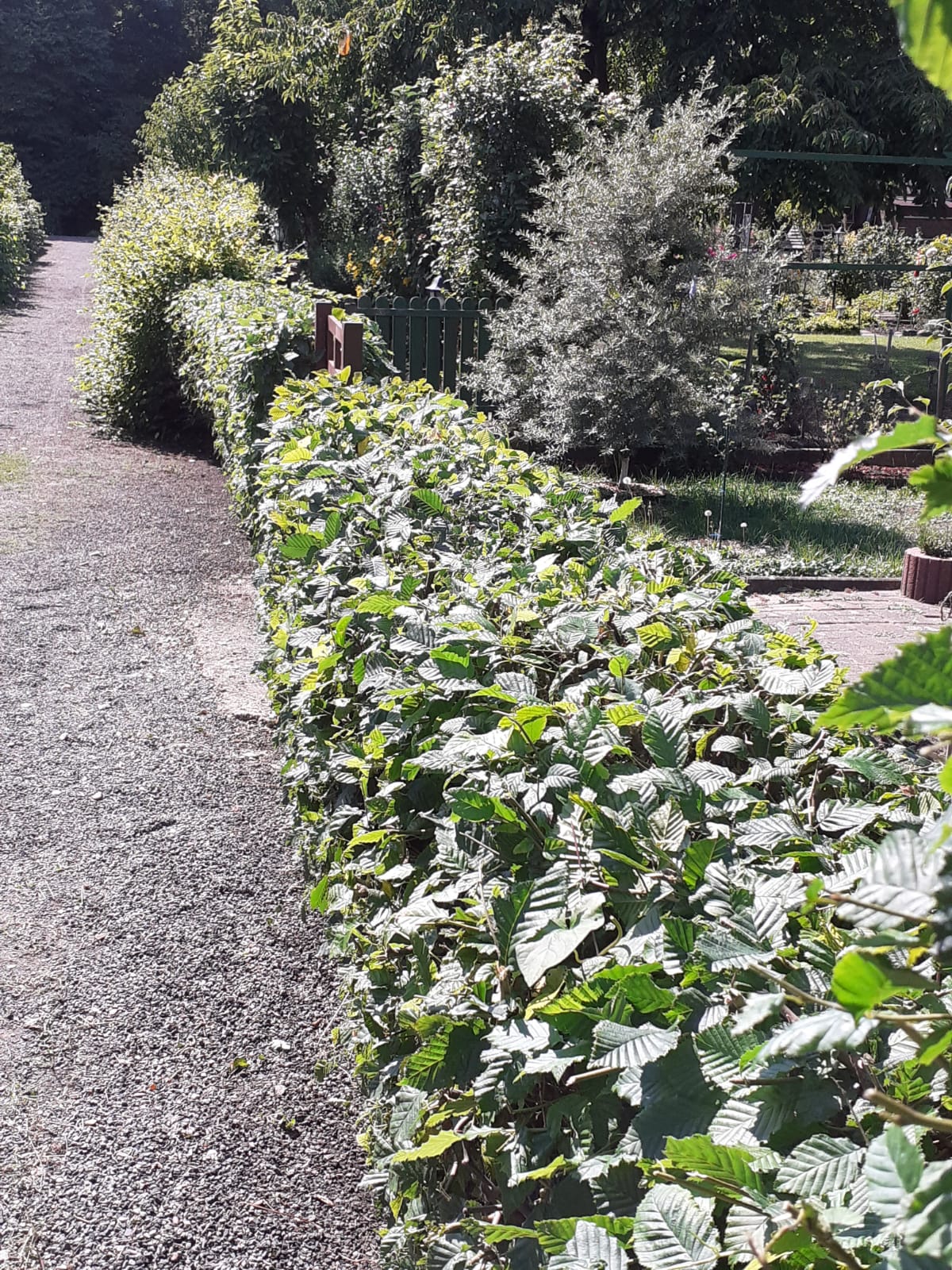 Hecke vor dem Rückschnitt