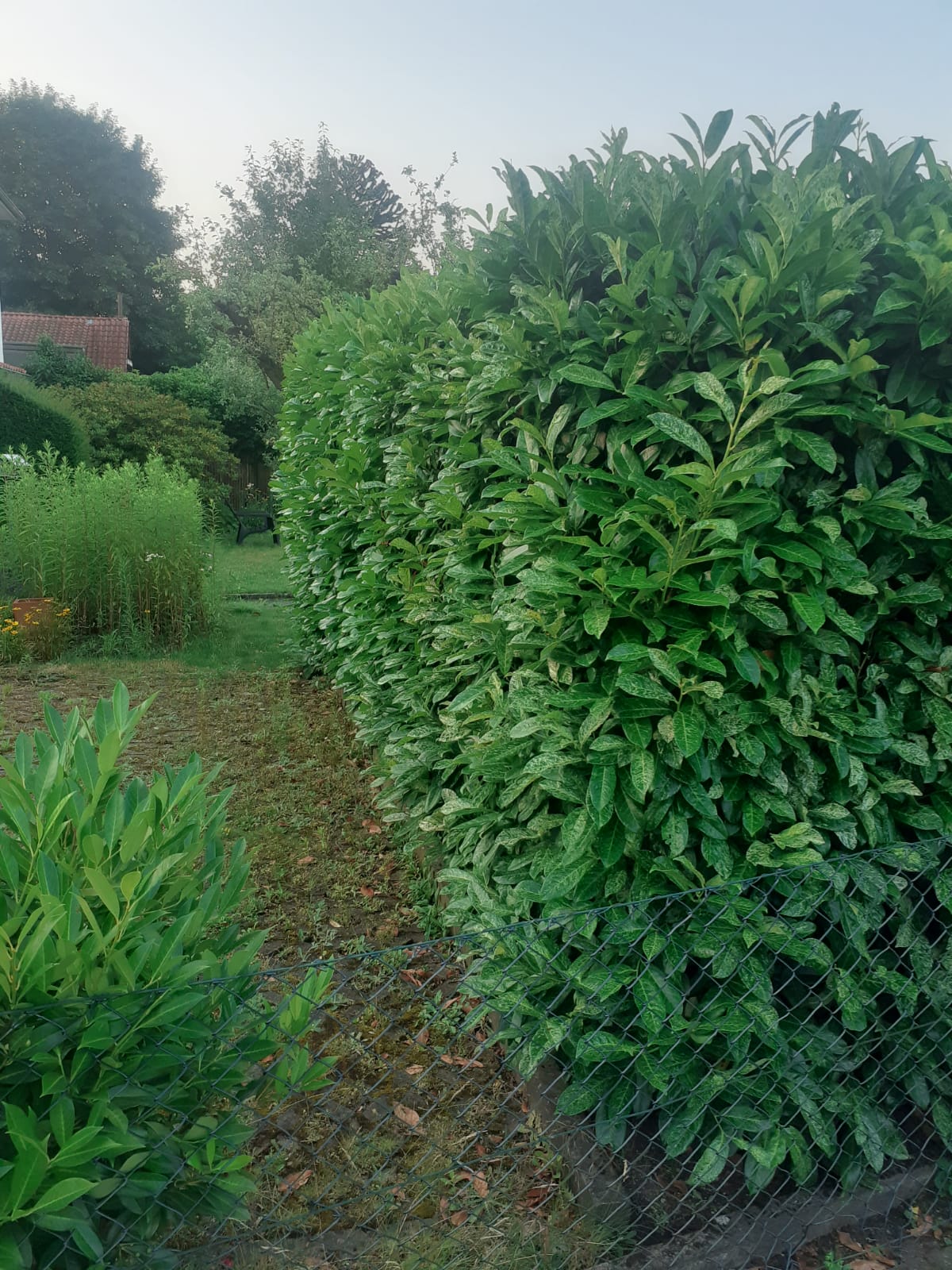 Hecke vor dem Rückschnitt