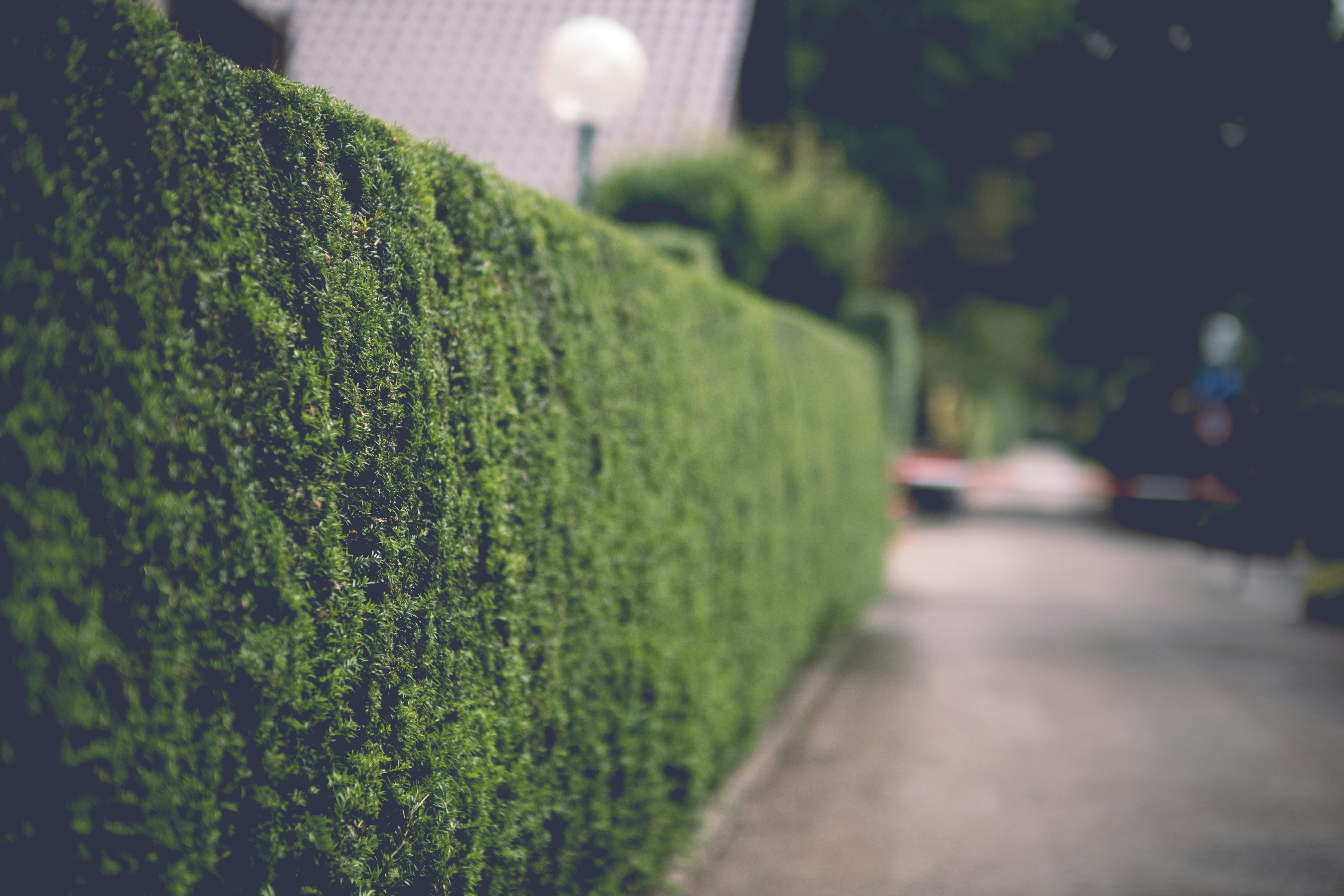 Gepflegte Hecke